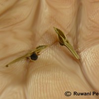 Rhinacanthus flavovirens Amaras. & Wijes.